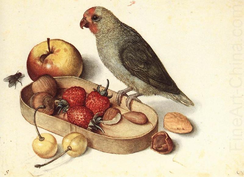 FLEGEL, Georg Still-Life with Pygmy Parrot dfg china oil painting image